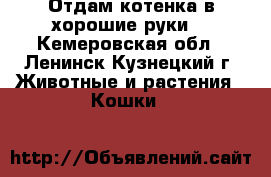 Отдам котенка в хорошие руки) - Кемеровская обл., Ленинск-Кузнецкий г. Животные и растения » Кошки   